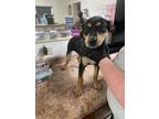 Adopt Brazzy a Mixed Breed