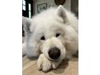 Adopt Igor a White Samoyed / Mixed dog in Boynton Beach, FL (41450525)