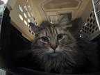 Adopt Cuddles a Domestic Long Hair, Domestic Short Hair