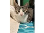 Adopt Tyler a Gray or Blue (Mostly) Domestic Shorthair / Mixed (short coat) cat