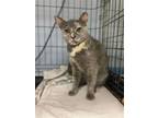 Adopt Greybird a Calico or Dilute Calico Domestic Shorthair / Mixed (short coat)