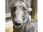 Adopt GURU'S CHOICE a Gray/Blue/Silver/Salt & Pepper Greyhound / Mixed dog in