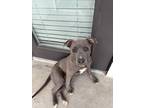 Adopt Star a Gray/Blue/Silver/Salt & Pepper Staffordshire Bull Terrier / Mixed