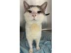 Adopt Crunch a Domestic Short Hair