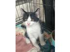 Adopt Nocturne a Domestic Short Hair