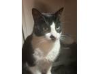 Adopt Jc a Black & White or Tuxedo Domestic Mediumhair / Mixed (medium coat) cat