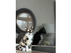 Adopt Matilda a Calico or Dilute Calico American Shorthair / Mixed (short coat)