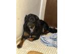 Adopt Shadow a Black - with Tan, Yellow or Fawn Bernedoodle / Mixed dog in