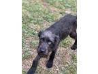 Adopt Moe a Gray/Blue/Silver/Salt & Pepper Poodle (Standard) dog in Orlando