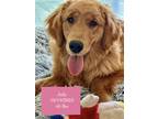 Adopt July a Golden Retriever / Mixed dog in West Hollywood, CA (41433059)