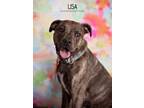 Adopt Lisa a Brindle - with White Plott Hound dog in Littleton, CO (40726630)