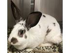 Adopt Allygator a Other/Unknown / Mixed rabbit in Richmond, VA (41450444)