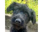 Adopt Caption This Chrissy a Black - with White Poodle (Miniature) / Schnauzer