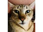 Adopt Kendrick a Gray or Blue Calico / Mixed (medium coat) cat in Cedar Park