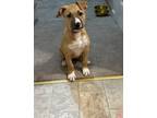 Adopt Dani a Brindle - with White American Pit Bull Terrier / Black Mouth Cur /