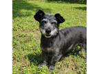 Adopt Babe a Black Terrier (Unknown Type, Small) / Mixed dog in Waco