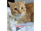 Adopt Chester a Orange or Red Domestic Shorthair / Domestic Shorthair / Mixed
