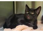 Adopt Cloak a All Black Domestic Shorthair / Domestic Shorthair / Mixed cat in