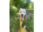 Adopt Dream Cloud- IN FOSTER a White Mixed Breed (Large) / Mixed dog in