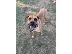 Adopt Mia a Tan/Yellow/Fawn Mastiff / Mixed Breed (Medium) dog in Amherst