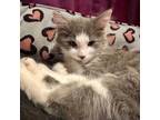 Adopt Mrs. Ochmonek a Gray or Blue Domestic Mediumhair / Domestic Shorthair /