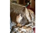 Adopt Poochie a Gray or Blue Domestic Mediumhair / Domestic Shorthair / Mixed