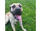 Adopt Rascal a Brown/Chocolate Mastiff / Mixed dog in Blackwood, NJ (41450360)