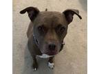 Adopt Goose a Brown/Chocolate Pit Bull Terrier / Mixed dog in Charlotte