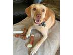 Adopt Baker (aka Mason) a Tan/Yellow/Fawn Labrador Retriever dog in Atlanta