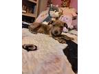 Adopt Drifter a Brindle Shepherd (Unknown Type) / Boxer dog in Gloucester