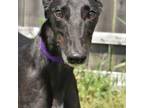 Adopt FANTASTIC AMY a Black Greyhound / Mixed dog in Grandville, MI (41450332)