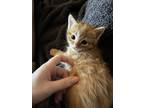 Adopt Oobleck a Orange or Red American Shorthair / Mixed (medium coat) cat in