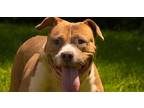 Adopt Sasha a Brown/Chocolate - with White American Staffordshire Terrier dog in