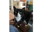 Adopt Kitty White Socks a Black & White or Tuxedo Domestic Shorthair / Mixed