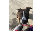 Adopt Diamond a Brindle - with White American Pit Bull Terrier / Mixed dog in