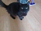 Adopt Munchkin a All Black Domestic Longhair / Mixed (long coat) cat in