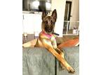 Adopt Josie - Located in CA a Tan/Yellow/Fawn - with Black Belgian Malinois dog