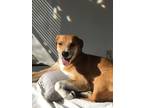 Adopt Lady Mae a Tan/Yellow/Fawn - with White Border Collie / Mixed dog in High