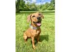 Adopt Tiffany a Labrador Retriever dog in Springdale, PA (41450301)