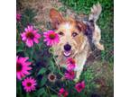 Adopt Kila a Merle Australian Cattle Dog / Terrier (Unknown Type