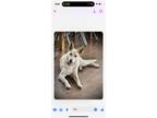 Adopt Lulu a White German Shepherd Dog dog in Sealy, TX (41227155)