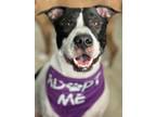 Adopt Bandit a White - with Black American Staffordshire Terrier / Mixed Breed