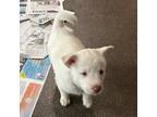 Adopt Butter Pecan a White Golden Retriever dog in Louisville, KY (41331482)