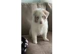 Adopt Elaine a Tricolor (Tan/Brown & Black & White) Australian Shepherd dog in