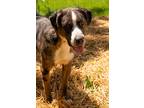 Adopt Target a Brindle Mixed Breed (Medium) / Mixed dog in Richmond