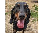 Bailey Black and Tan Coonhound Adult Female