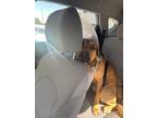 Adopt Waylon a Tan/Yellow/Fawn - with White Mutt / Mutt / Mixed dog in Cypress