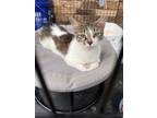Adopt Victoria a Spotted Tabby/Leopard Spotted Domestic Shorthair / Mixed cat in