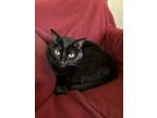 Adopt Willow a All Black American Shorthair / Mixed (medium coat) cat in