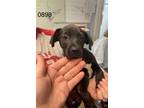 Adopt Xabier a Labrador Retriever / Mixed dog in Darlington, SC (41450245)